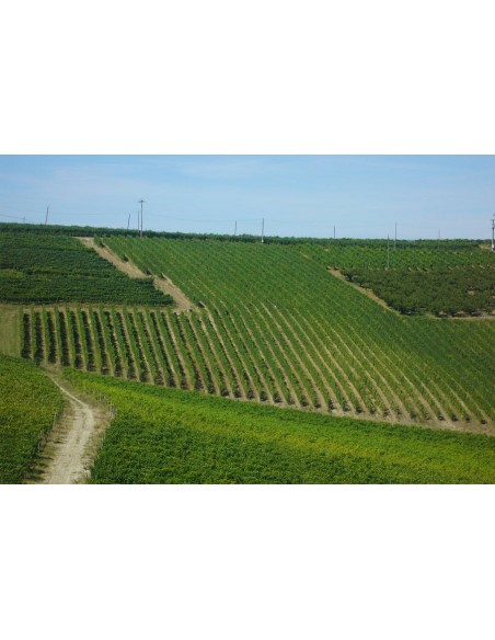 L'avvelenata 2021 - Vigneti Massa