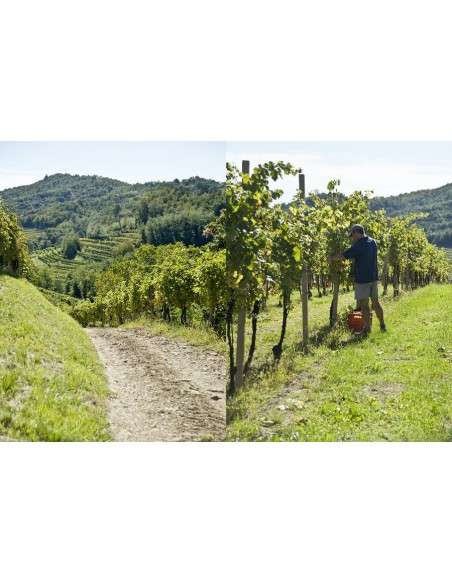 Schioppettino Prepotto Colli Orientali 2021 Doc - Ronco Severo