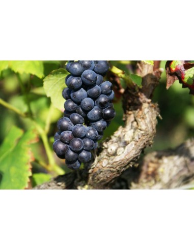Brut Prestige Millesime 2017 M.C. - Dourdon...