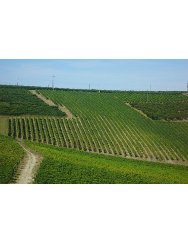 Pertichetta 2013 - Vigneti Massa