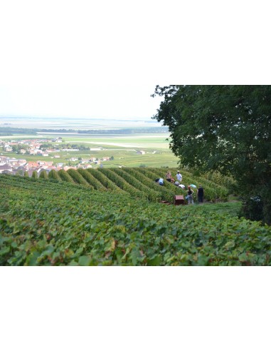 Champagne Zero Dosage Grand Cru Blanc de Blancs...