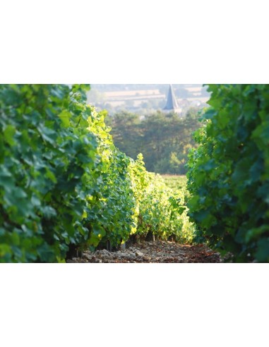 Pinot Noir Rosè La Petite Perriere Tappo Vite...