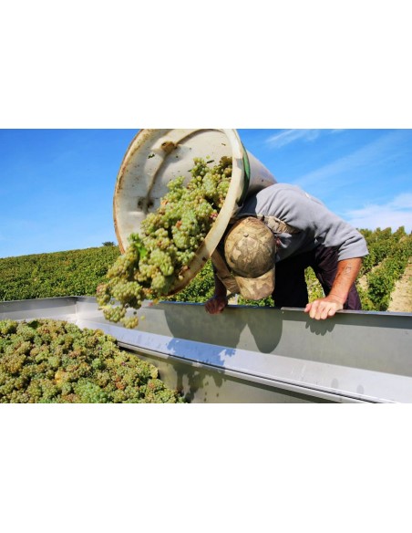 Chenin Black 2023 - Rock M'Roll - SAGET GUY DOMAINE