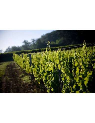 Magnum Cotes de Provence Rose Promo 2023 -...