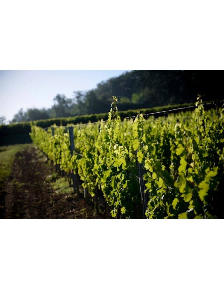 Magnum Cotes de Provence Rose Promo 2023 - Chateau Peyrassol - MAISON AUSTRUY SARL