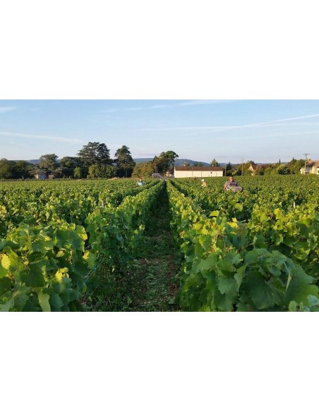 Santenay 2017 - Les Heritiers Saint Genys - SAVDVF Sas