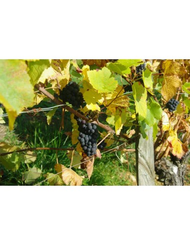 Volnay Les Grand Champs 2022 - Domaine Piguet...