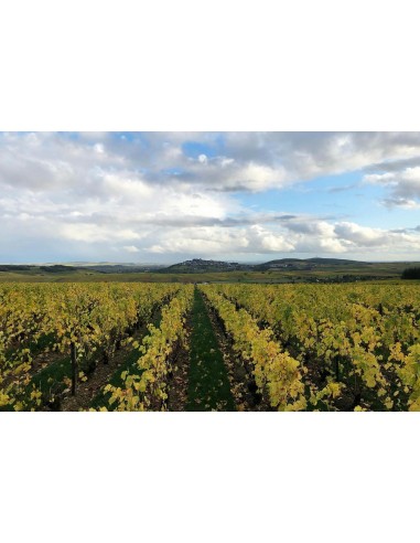 Savagnin Cotes Du Jura 2018 - DOMAINE LA...