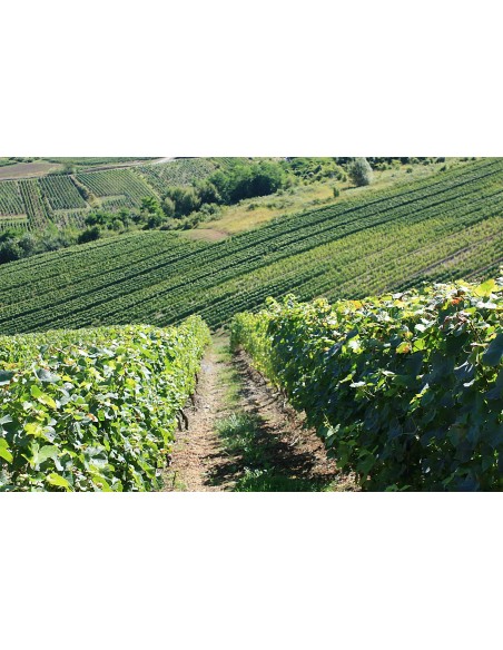 POULSARD ARBOIS Subtil/Arnoux Jerome 2022 - LE CELLIER DES TIERCELINES - Cave Reine Jeanne