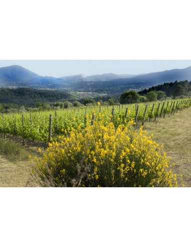 Stellina 2023 - 6 bottiglie - Villa Sardini