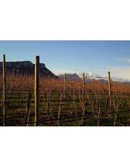 Traccia di Bianco Garganega 2021 IGT - 6 Bottiglie - Le Fraghe