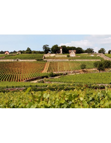 Pinot Noir Collection 2023 - Maison Chanzy - PAQUET MONTAGNAC BOURGOGNE SARL