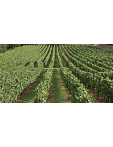 Franciacorta Brut Primum M.C. - La Valle