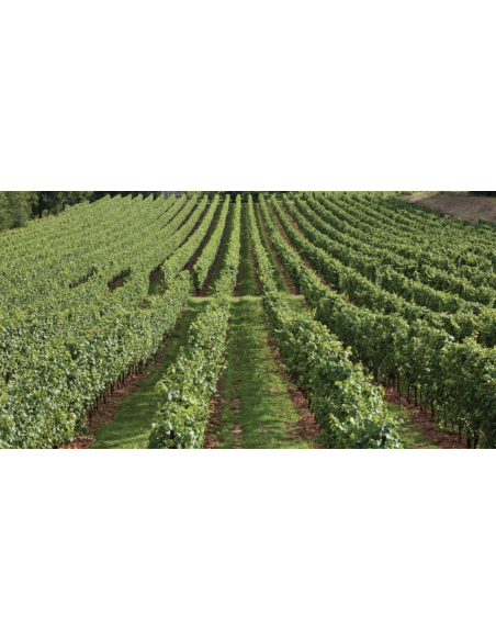 Franciacorta Brut Primum M.C. - La Valle