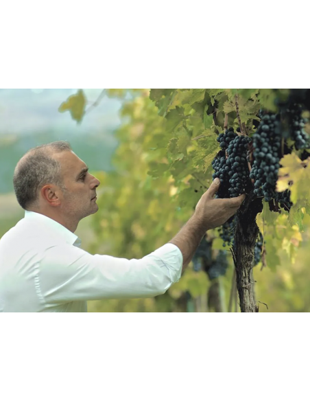 Settevigne Tintilia 2018 Dop - Claudio Cipressi