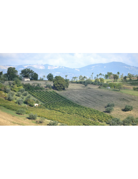 Settevigne Tintilia 2018 Dop - Claudio Cipressi