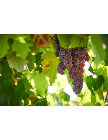 Grosso Lambrusco Di Modena Dosaggio Zero M.C....