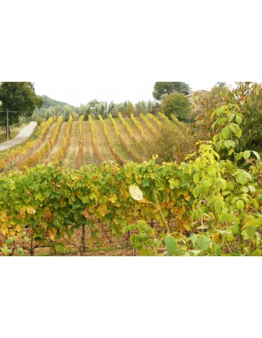 Brunello di Montalcino 2019 Docg - Podere...