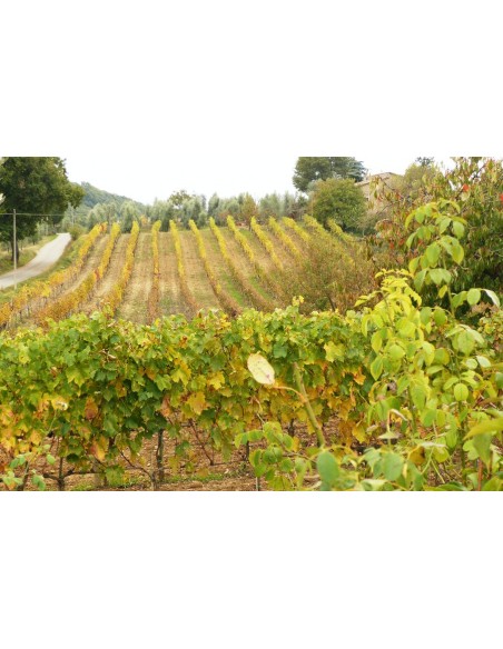 Brunello di Montalcino 2019 Docg - Podere Fornacella