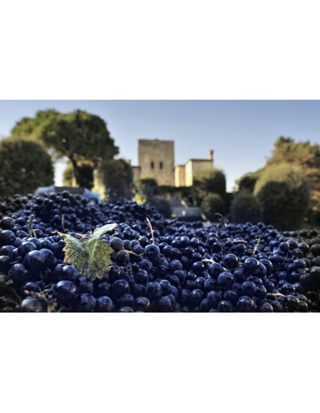 Cabernet Franc Particella 200 2022 Igt - La Montecchia
