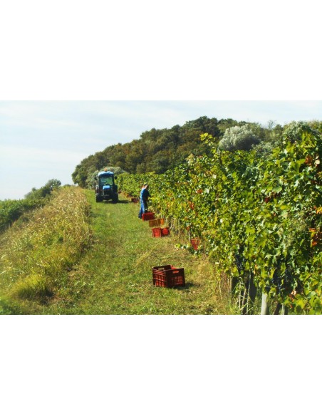 Cabernet Franc Particella 200 2022 Igt - La Montecchia