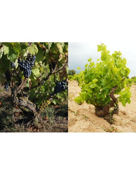 Q Brut M.C. Vermentino Doc  - Quartomoro