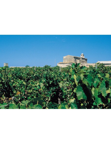 Vino alla Mandorla - Angileri
