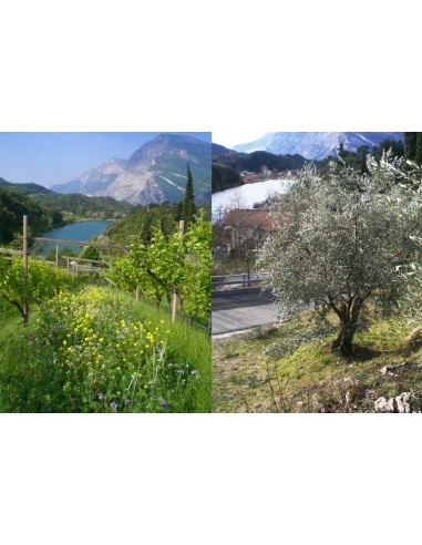 Schiava Belle frizzante sui Lieviti 2022 -...