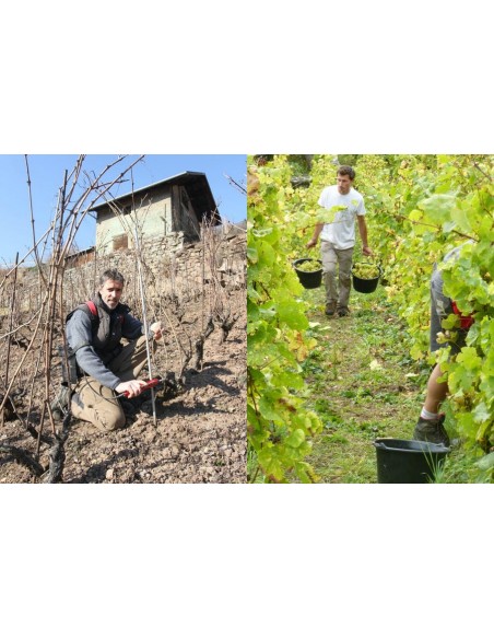 Ayse Brut Les Perles du Mont Blanc Methode Traditionelle - Domaine Belluard