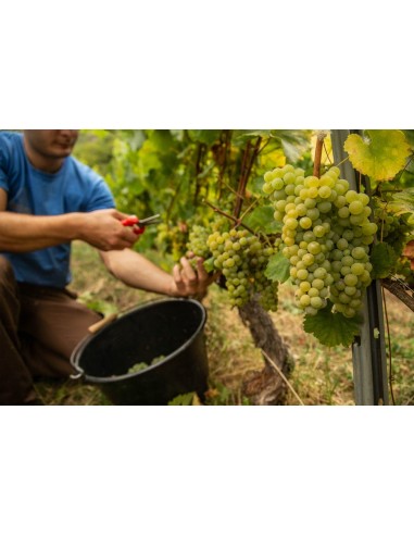 Savoie Obstinee 2023 - Maison Philippe Grisard