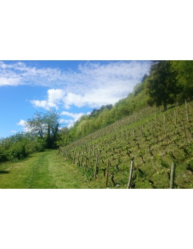 Savoie Obstinee 2023 - Maison Philippe Grisard