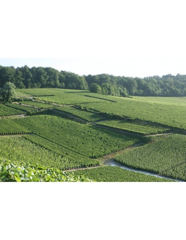 Champagne Brut Grand Cru - Georges Vesselle