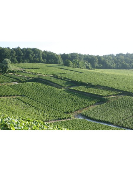 Champagne Brut Grand Cru - Georges Vesselle