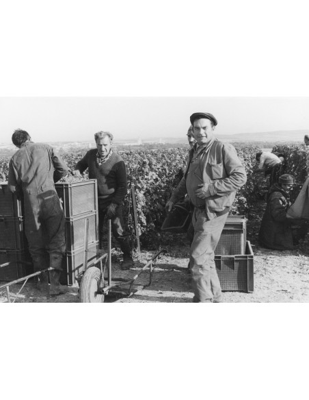 Champagne Pinot Meunier Aoc - Larnaudie Hirault