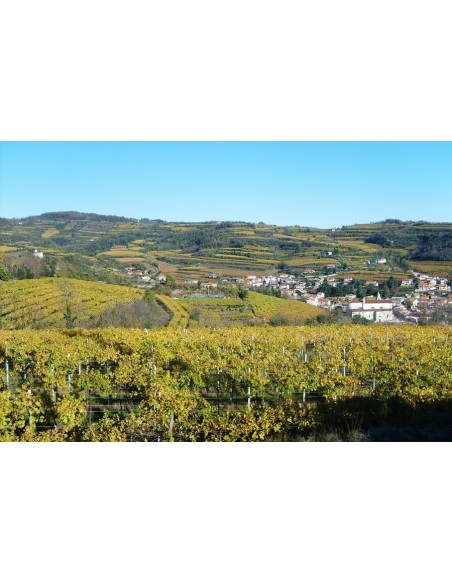 Monte Del Cuca Tappo Vite 2020 Doc - Menti Giovanni
