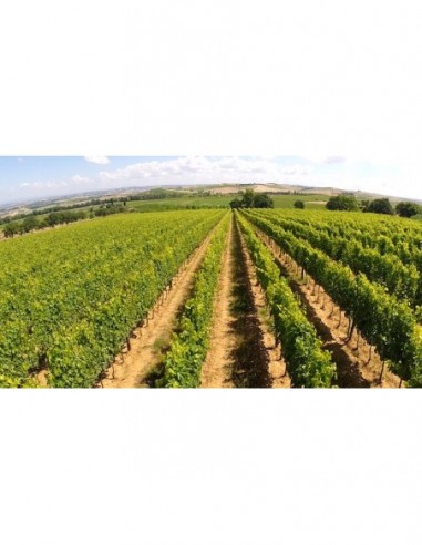 Il Rosso ed il Brunello di Montalcino di...
