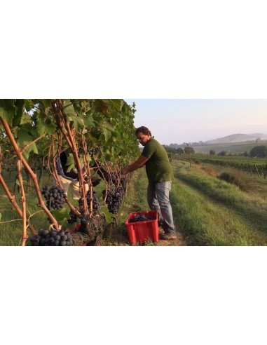 Il Rosso ed il Brunello di Montalcino di...