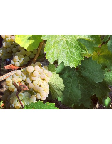 Magnum Riesling by the Glass 2024 Mosel QbA -...
