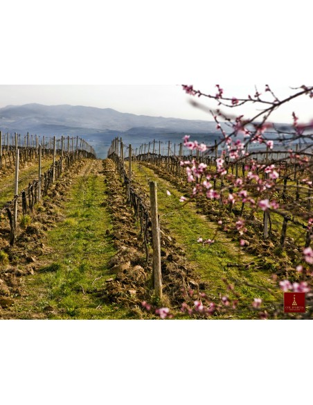 Magnum 2014 Brunello di Montalcino DOCG - 1 bottiglia - Col D'Orcia Box