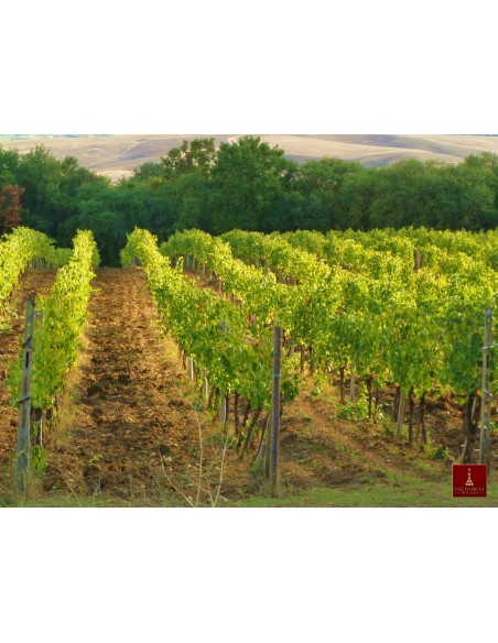 Magnum 2014 Brunello di Montalcino DOCG - 1 bottiglia - Col D'Orcia Box