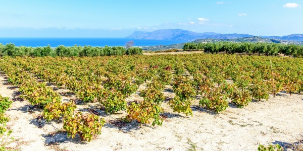 I vini della Sardegna sbarcano su Vigneron.Wine!