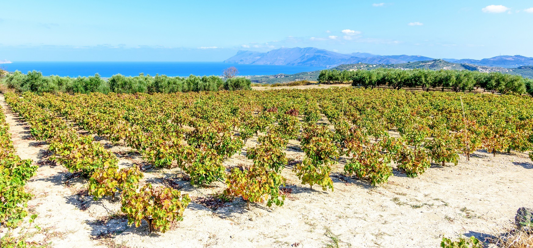 I vini della Sardegna sbarcano su Vigneron.Wine!